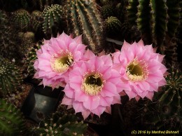 Echinopsis Hybride 028